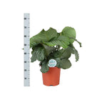 ↨60 – 70cm・⌀21cm・Sorte 'Orbifolia'