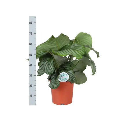 Calathea - Korbmarante