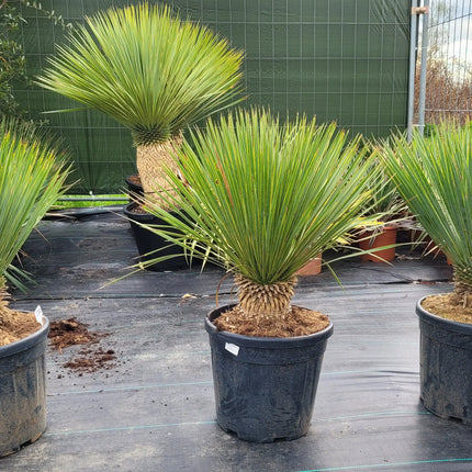 Yucca rostrata - Blaublättrige Palmlilie aus Freilandzucht