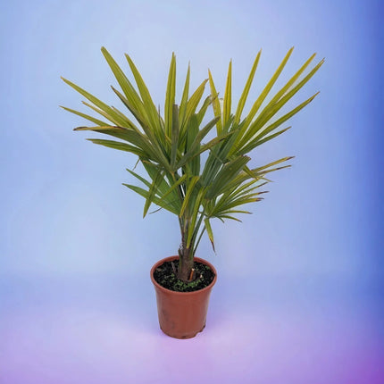 Trachycarpus fortunei - Chinesische Hanfpalme aus Freilandzucht