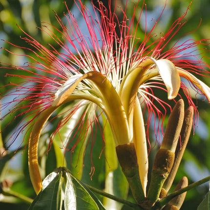 Pachira aquatica - Glückskastanie