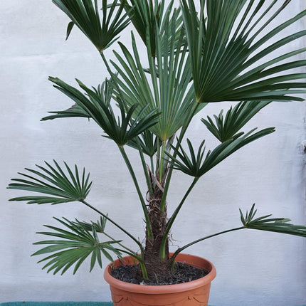 Trachycarpus wagnerianus - Wagner Hanfpalme aus Freilandzucht