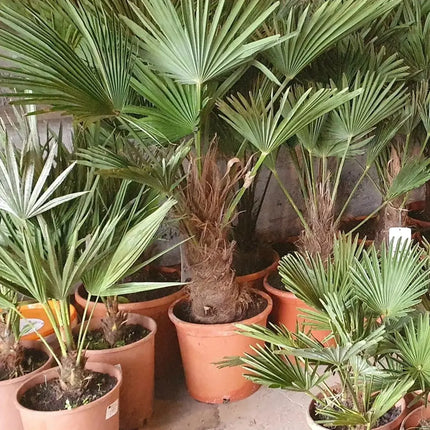 Trachycarpus wagnerianus - Wagner Hanfpalme aus Freilandzucht