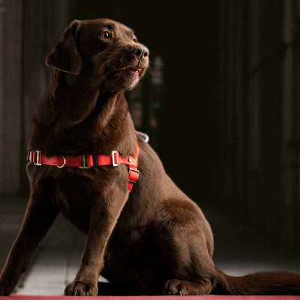 Anti-Stress-Geschirr STURMFREI®, Größe L