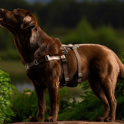 Anti-Stress-Geschirr STURMFREI® Saver für mittlere und große Hunde