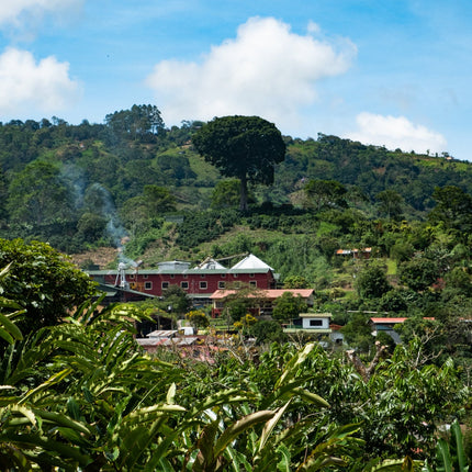 Espresso- Diego Robelo - Grand Peaberry Washed