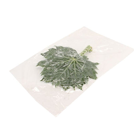Aralia Baby Blätter 50Stiele – 5Bund à 10Stiele – Schnittgrün 25cm Stiellänge – dekoratives Blattgrün für Vase, Strauß & Floristik