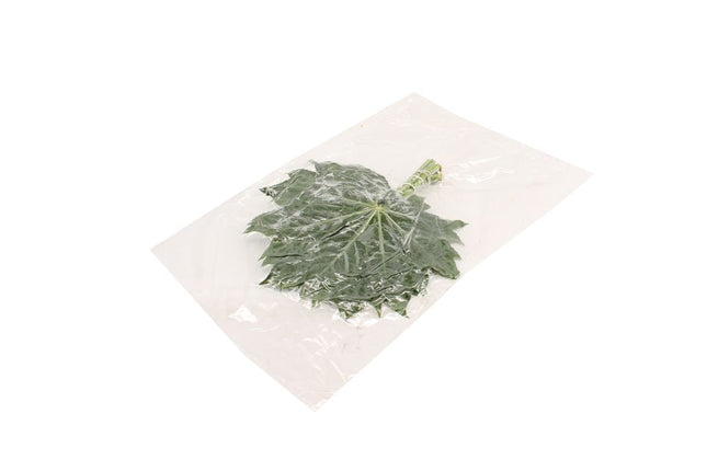 Aralia Baby Blätter 50Stiele – 5Bund à 10Stiele – Schnittgrün 25cm Stiellänge – dekoratives Blattgrün für Vase, Strauß & Floristik
