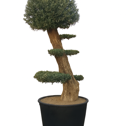 Olivenbaum (Olea europaea