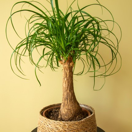 Beaucarnea Nolina recurvata - Elefantenfuß, Flaschenbaum