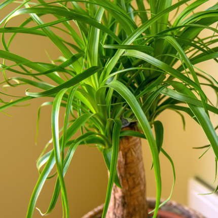 Beaucarnea Nolina recurvata - Elefantenfuß, Flaschenbaum
