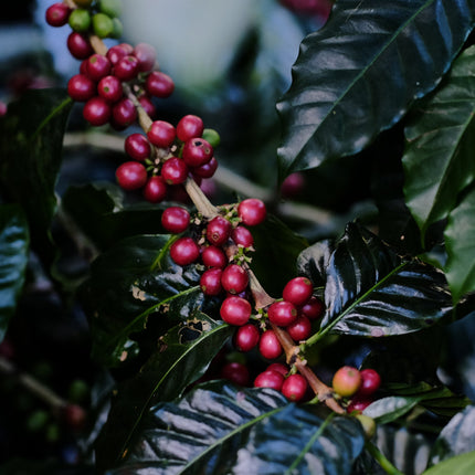 Espresso - Silvio Sánchez - Catuai Natural