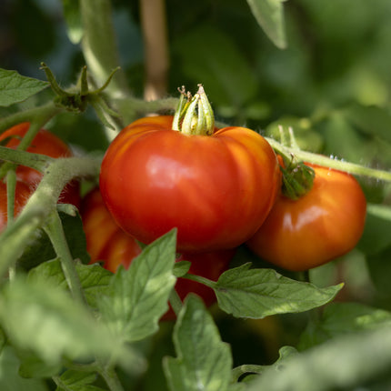 Big Zac - Tomatensamen