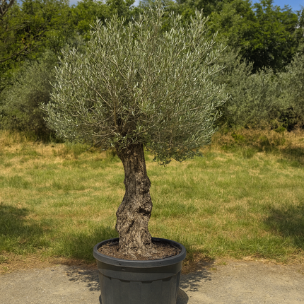 Olivenbaum action!( 250$ )Begrenztes Angebot.