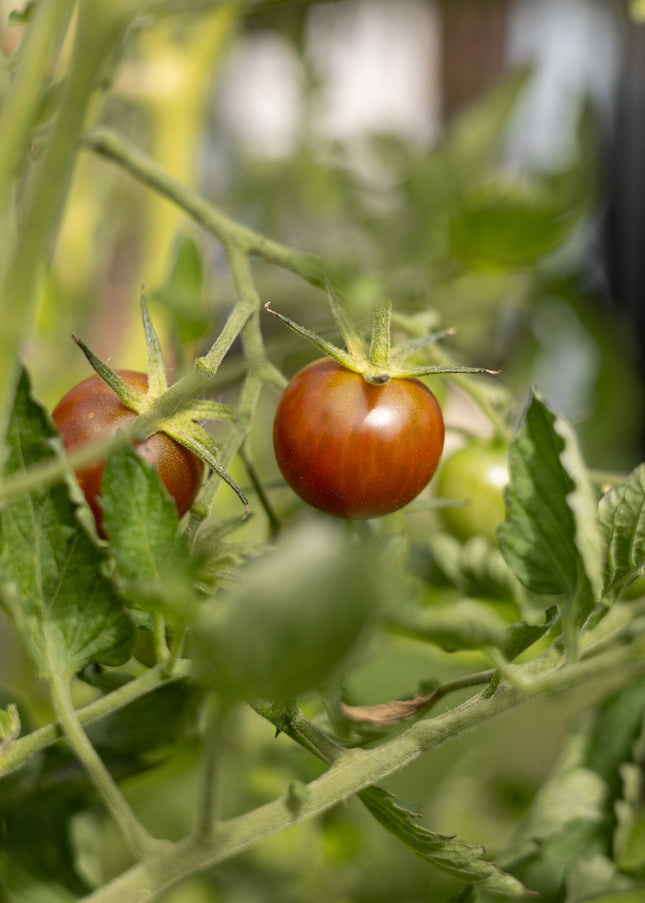 Black Cherry - Tomatensamen - Historische Sorte