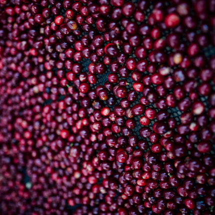 Filter Coffee - Jorge Vásquez - Catuai Natural