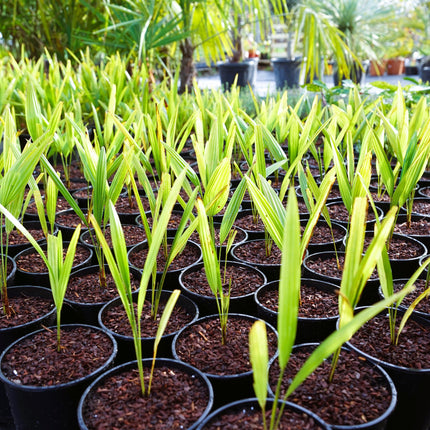 Trachycarpus fortunei - Chinesische Hanfpalme als Setzling aus Freilandzucht