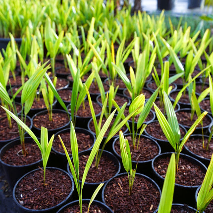 Trachycarpus fortunei - Chinesische Hanfpalme als Setzling aus Freilandzucht