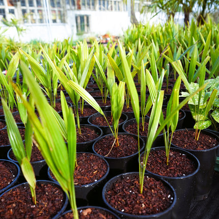 Trachycarpus fortunei - Chinesische Hanfpalme als Setzling aus Freilandzucht