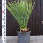 ↨50 – 70cm