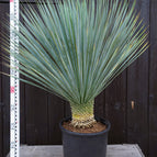 ↨90 – 120cm・15cm Stamm