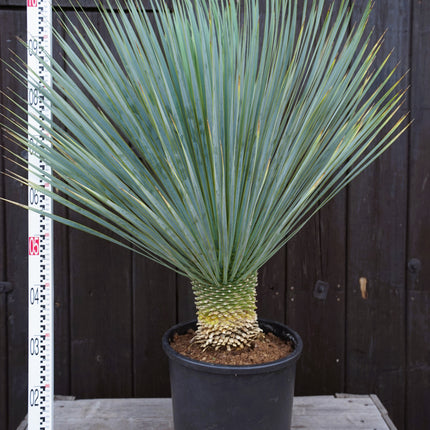 Yucca rostrata - Blaublättrige Palmlilie aus Freilandzucht