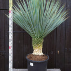 ↨120 – 150cm・25cm Stamm