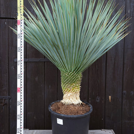 Yucca rostrata - Blaublättrige Palmlilie aus Freilandzucht