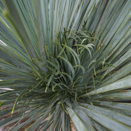 Yucca rostrata - Blaublättrige Palmlilie aus Freilandzucht