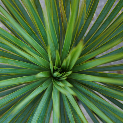 Yucca rostrata - Blaublättrige Palmlilie aus Freilandzucht