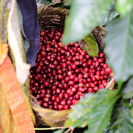 Espresso - Silvio Sánchez - Catuai Natural