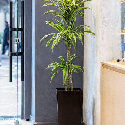 Dracaena deremensis - Drachenbaum
