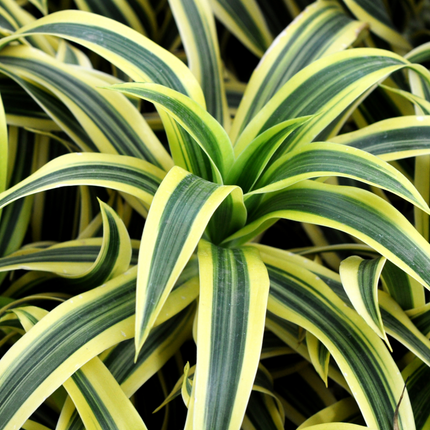 Dracaena deremensis - Drachenbaum