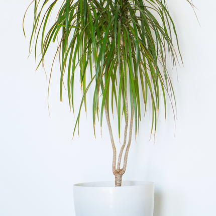 Dracaena marginata - Schmalblättriger, gerandeter Drachenbaum
