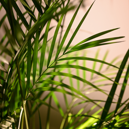 Dypsis lutescens - Areca-, Goldfruchtpalme