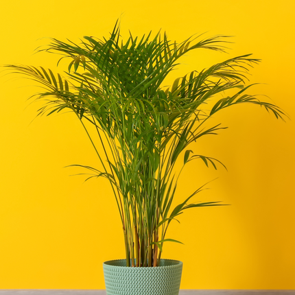 Dypsis lutescens - Areca-, Goldfruchtpalme