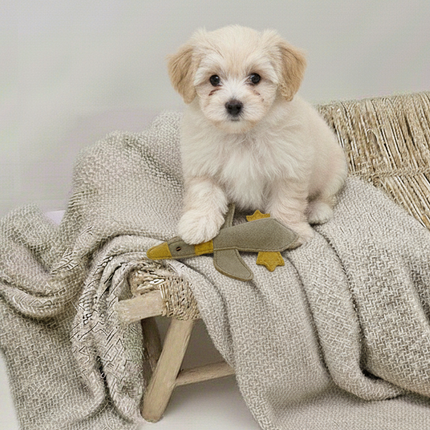 BUDDY. Hundespielzeug aus Leder "Kleine Ente"