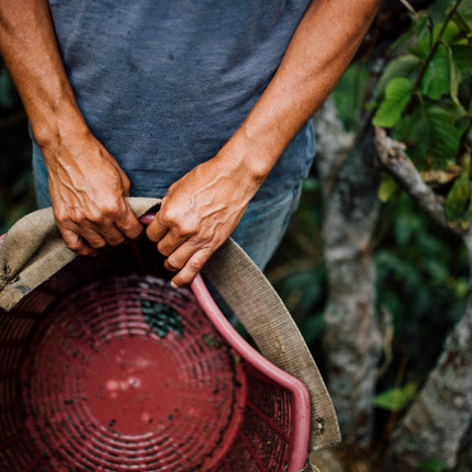 Filter Coffee - Jorge Vásquez - Catuai Natural