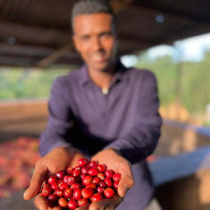 EA Decaf - Syoum Family - Guji Natural