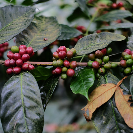 Espresso - Silvio Sánchez - Catuai Natural