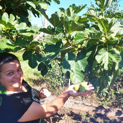 Feigenmarmelade aus Kalabrien – handgemacht & naturrein | Essenza di Calabria