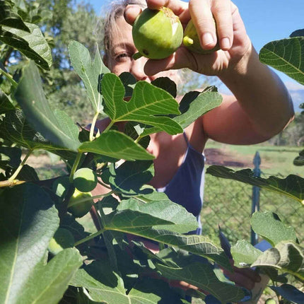 Feigenmarmelade aus Kalabrien – handgemacht & naturrein | Essenza di Calabria