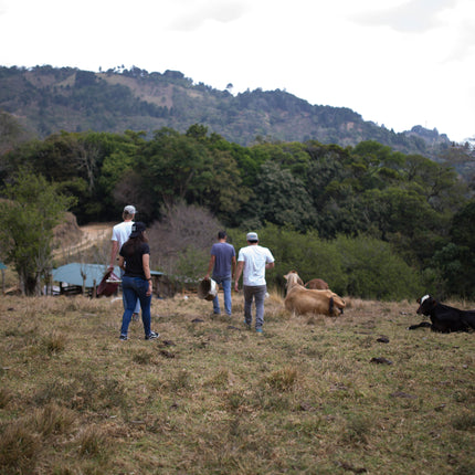 Filter Coffee - Jorge Vásquez - Catuai Natural