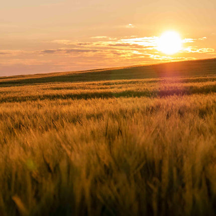 Kleintier Einstreu / Stroh