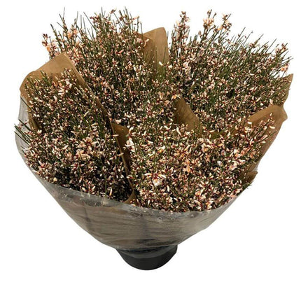 Ginster Apricot – Schnittginster Premiumqualität – 70cm Stiellänge – 25 Stiele Bundware für Floristik & Dekoration