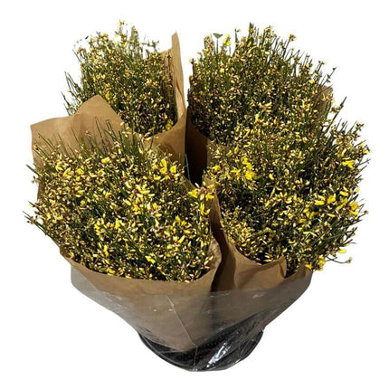 Ginster Gelb – Schnittginster Premiumqualität – 70cm Stiellänge – 25 Stiele Bundware für Floristik & Dekoration