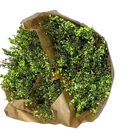 Ginster Grün – Schnittginster Dekogrün - 70cm Stiellänge - 25 Stiele Bundware für Floristik & Dekoration