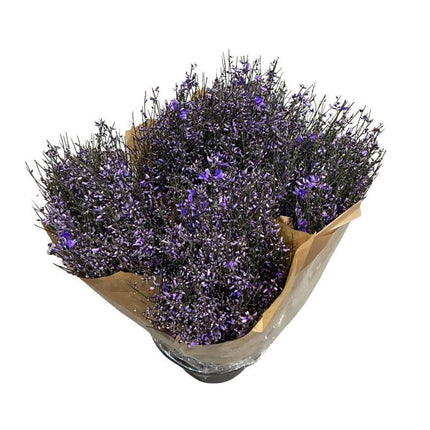 Ginster Milka – Gefärbter Schnittginster – 70cm Stiellänge – 25 Stiele Bundware für Floristik & Dekoration
