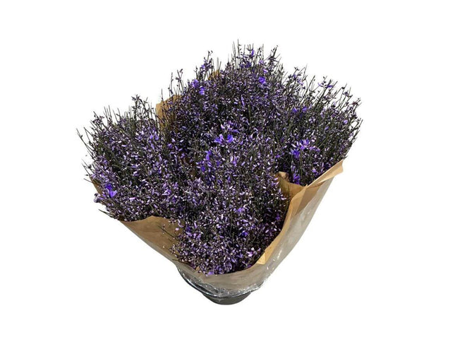 Ginster Milka – Gefärbter Schnittginster – 70cm Stiellänge – 25 Stiele Bundware für Floristik & Dekoration