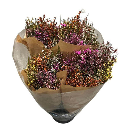 Ginster Mix – Gefärbter Schnittginster bunt gemischt – 70cm Stiellänge – 25 Stiele Bundware für Floristik & Dekoration